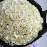 White Rose - HB09