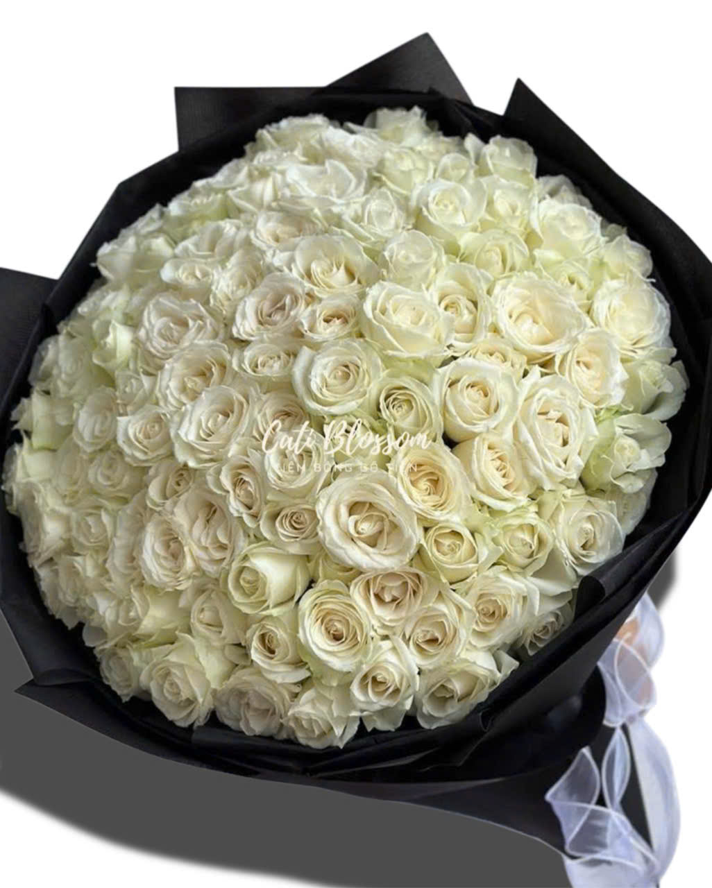 z7824124641599_2ba477d4737fef4b76bd4a99720aa37c White Rose - HB09 - Ảnh 1