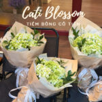 Tú Cầu - BH94